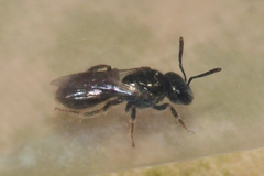 Lasioglossum imitatum