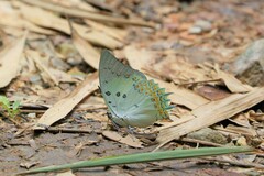 Polyura delphis