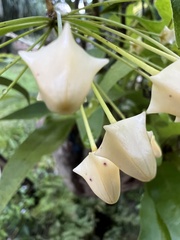 Hoya multiflora