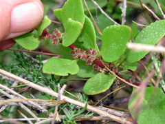 Tetragonia echinata