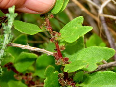 Tetragonia echinata