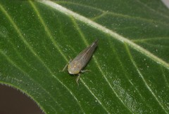 Synophropsis