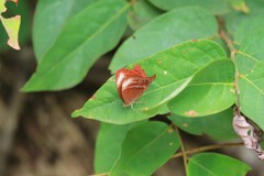 Abisara echerius