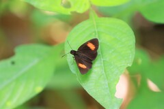 Koruthaialos rubecula