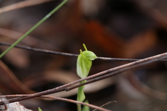 Pterostylis brevisepala