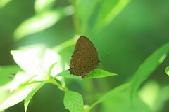 Arhopala aedias