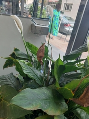 Spathiphyllum wallisii