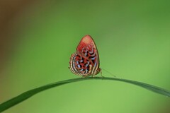 Paralaxita telesia
