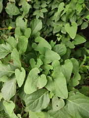 Aristolochia contorta