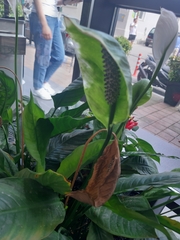 Spathiphyllum wallisii