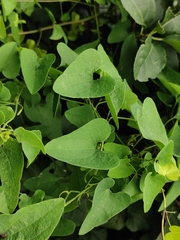 Aristolochia contorta