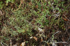 Cistus lasianthus alyssoides