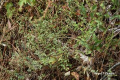Cistus lasianthus alyssoides