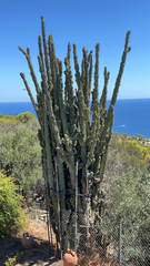 Cereus hildmannianus