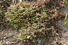 Cistus lasianthus alyssoides