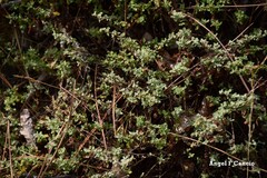 Cistus lasianthus alyssoides