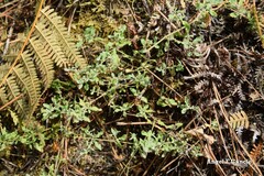 Cistus lasianthus alyssoides