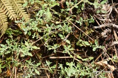 Cistus lasianthus alyssoides