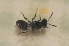 Lasioglossum imitatum