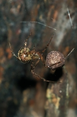 Theridion zantholabio