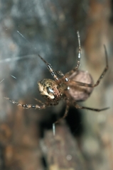Theridion zantholabio