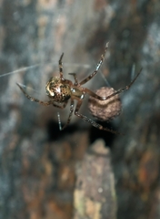 Theridion zantholabio