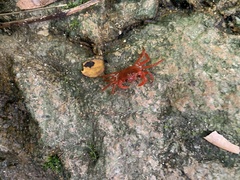 Phricotelphusa limula