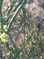 Anthobolus leptomeroides