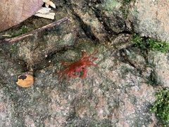 Phricotelphusa limula