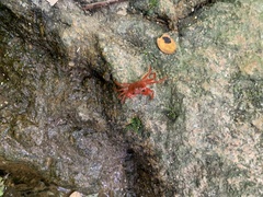 Phricotelphusa limula