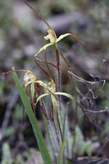 Caladenia xantha
