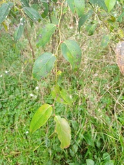 Gaultheria leucocarpa
