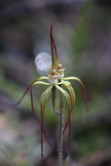 Caladenia xantha