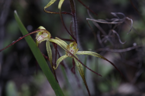 Image of Caladenia xantha by (c) Hugo Innes, some rights reserved (CC BY)