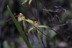 Caladenia xantha
