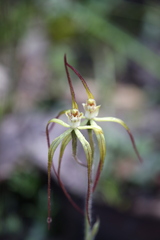 Caladenia xantha