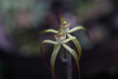 Caladenia xantha