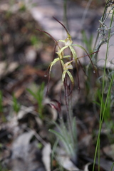 Caladenia xantha