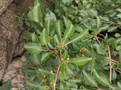 Rhamnus bungeana