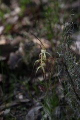 Caladenia xantha