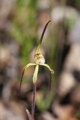 Caladenia xantha
