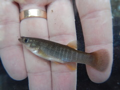 Fundulus grandis
