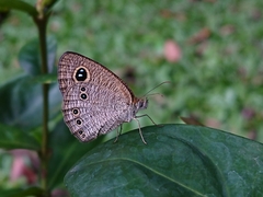 Ypthima philomela
