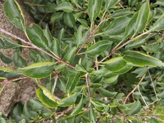 Rhamnus bungeana