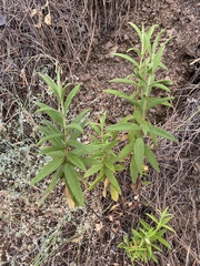 Cistus monspeliensis image