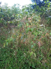 Gaultheria leucocarpa