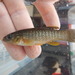 Gulf Killifish - Photo (c) fishesoftexas, some rights reserved (CC BY-SA)