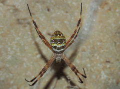 Argiope dietrichae