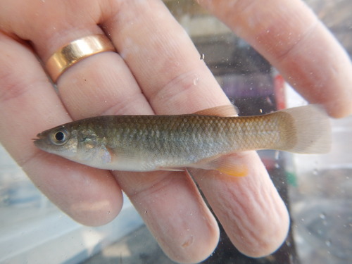 Gulf Killifish