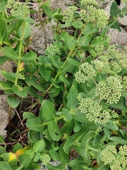 Hylotelephium spectabile